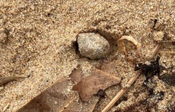 Mystery balls on Sydney beaches found to contain fecal bacteria