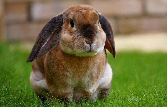 Over 70 bunnies dead in Japan’s rabbit island and a suspect held for kicking one, what’s going on?