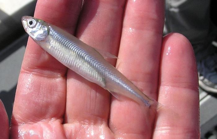 Red herring: Trump scapegoats ‘worthless fish’ Delta smelt for LA wildfires, experts debunk claim