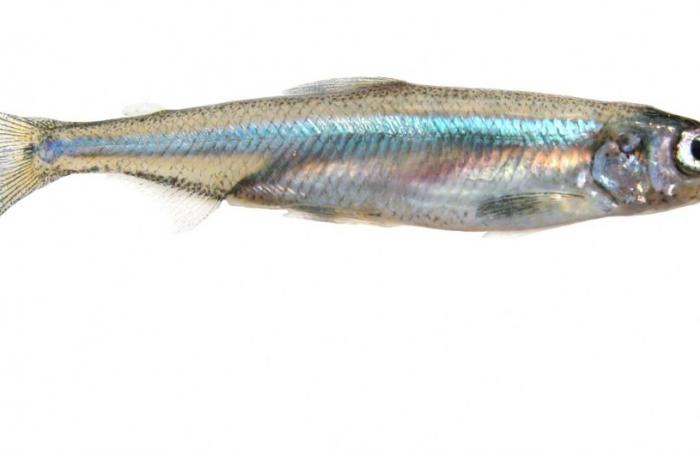 Red herring: Trump scapegoats ‘worthless fish’ Delta smelt for LA wildfires, experts debunk claim