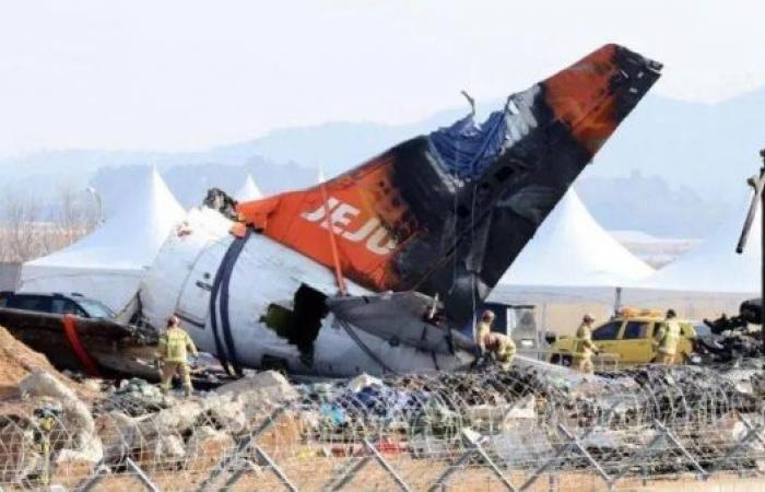 Bird feathers found in engines of crashed Jeju Air jet