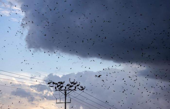 In the English countryside, Witham residents face off against National Grid in ‘very big pylon war’ amid UK’s net zero emissions goal