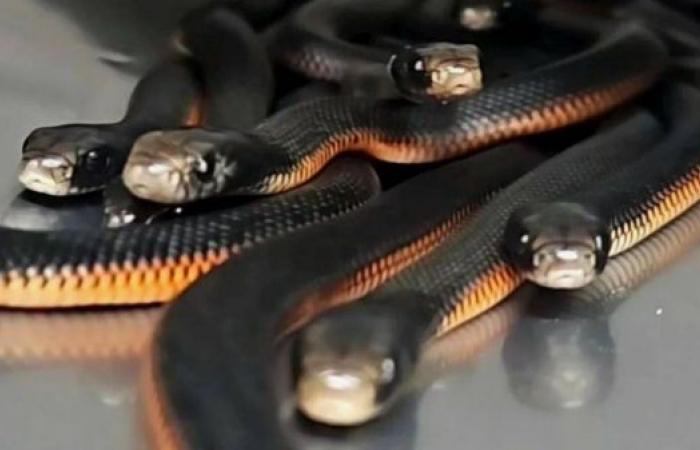 102 snakes removed from Sydney homeowner’s garden 