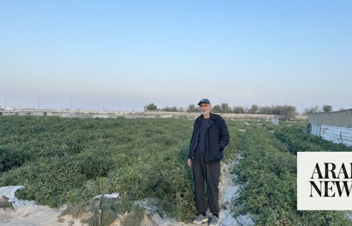 Renowned Ramsi tomatoes still a staple on Saudi tables