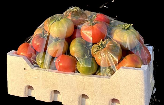 Renowned Ramsi tomatoes still a staple on Saudi tables