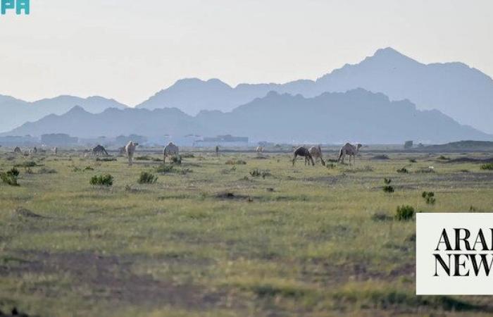 Seasonal rains transform Saudi Arabia’s Rafha and Hanakiyah governorates into verdant pastures and scenic escapes