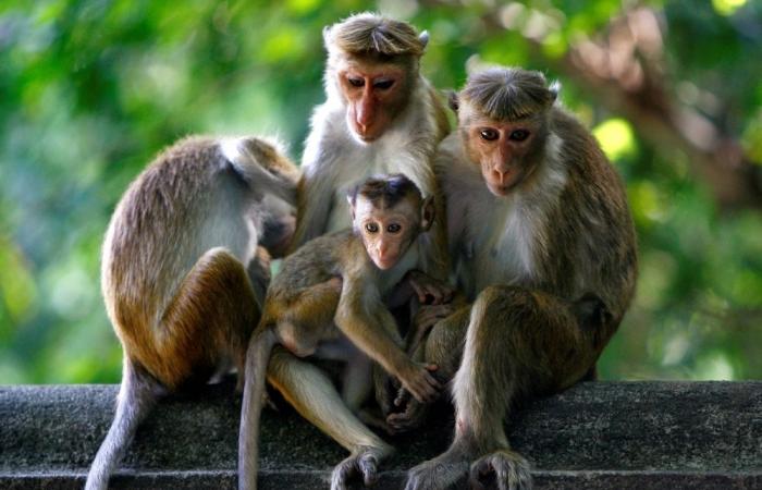 Monkey disrupts Sri Lanka’s power grid, triggering island-wide blackout