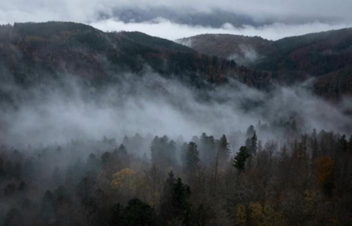 Study: Ancient Tibetan tree rings link China’s dynastic turmoil to climate shifts