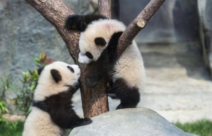 Hong Kong launches naming contest for twin panda cubs