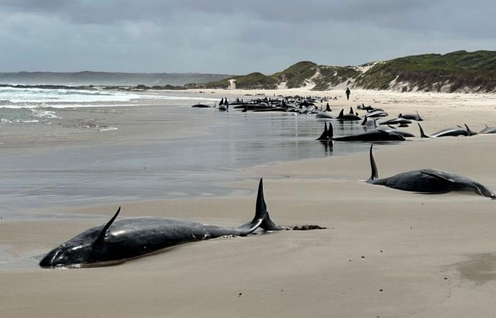 Pod of 157 dolphins stranded on remote Australian beach