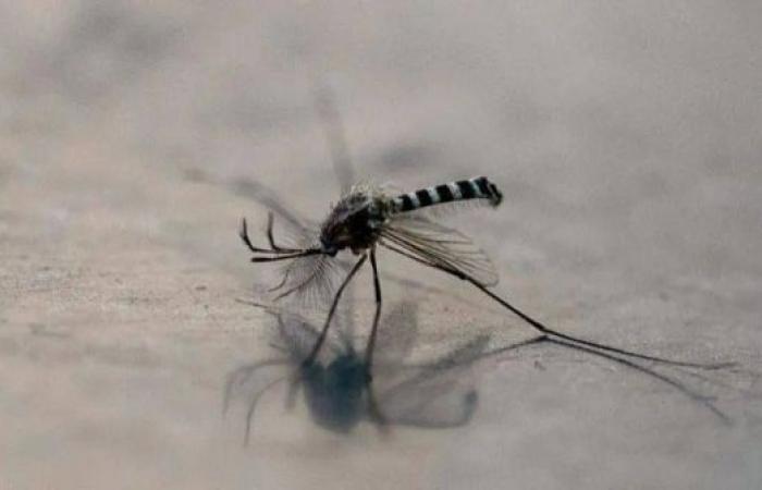 Philippine town offers bounty for mosquitoes as dengue rises