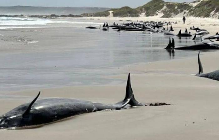 More than 150 whales stranded on remote Australian beach