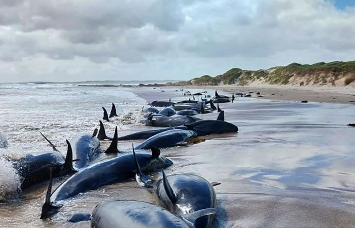 Pod of 157 dolphins stranded on remote Australian beach