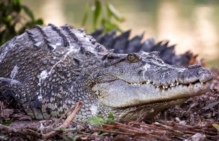 Indonesian boy missing in West Kalimantan after second crocodile attack in two weeks