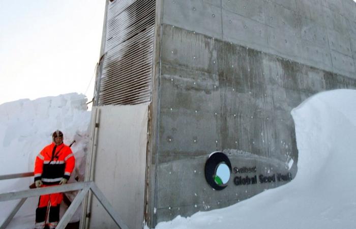 Arctic ‘Doomsday’ Seed Vault gets 14,000 new samples, including vital crops from war-torn Sudan