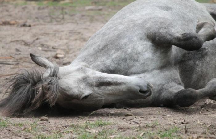 Australian state govt shoots dead thousands of wild horses in controversial bid to protect national park