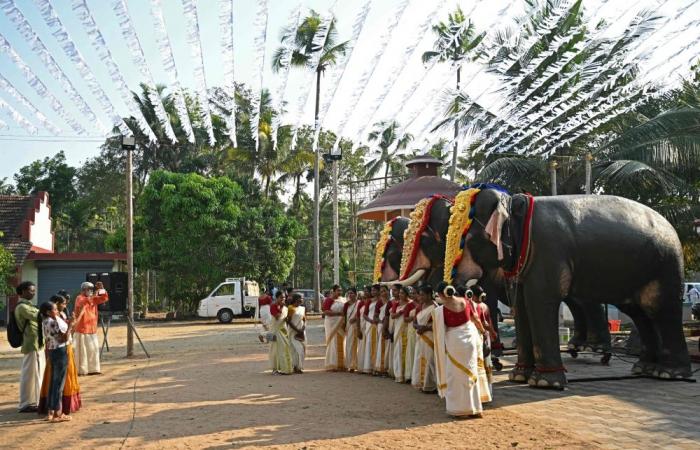 Model behaviour: India’s anti-cruelty robot elephants