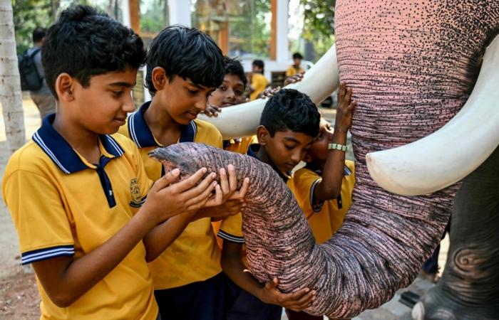 Model behaviour: India’s anti-cruelty robot elephants