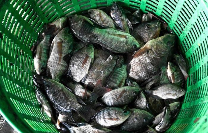 Thai court takes on US$73m lawsuit against conglomerate CP, owned by Thailand’s second richest family, over invasive fish crisis