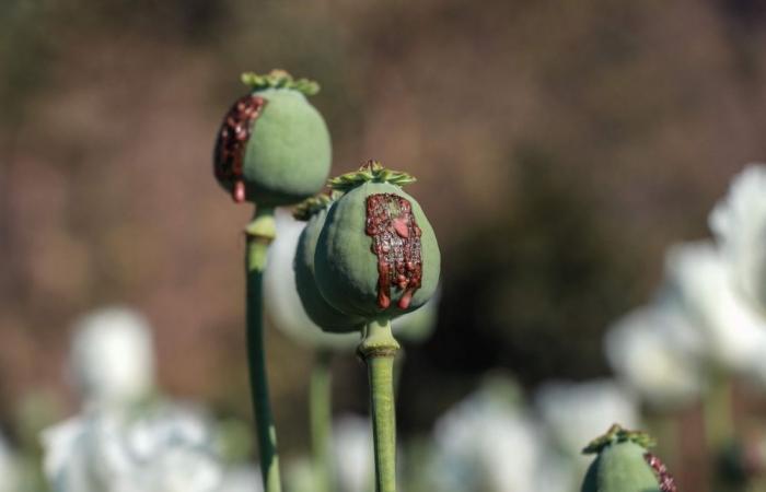 ‘We feel unsafe’: Opium farming takes root in Myanmar’s war-wracked landscape