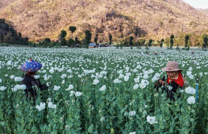 ‘We feel unsafe’: Opium farming takes root in Myanmar’s war-wracked landscape