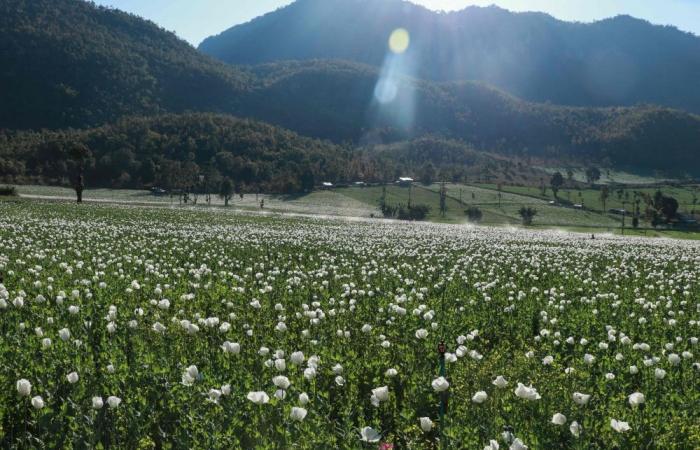 ‘We feel unsafe’: Opium farming takes root in Myanmar’s war-wracked landscape