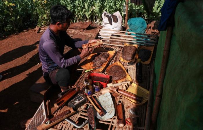 ‘We feel unsafe’: Opium farming takes root in Myanmar’s war-wracked landscape