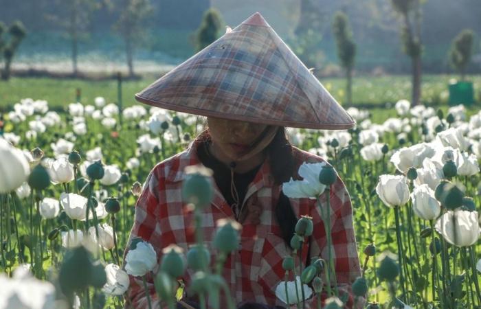 ‘We feel unsafe’: Opium farming takes root in Myanmar’s war-wracked landscape