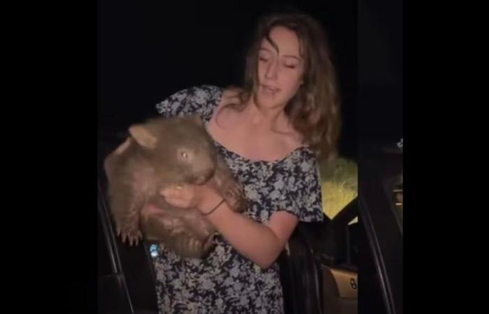 ‘Leave the baby wombat alone’: Australia’s top diplomat slams US influencer’s viral video