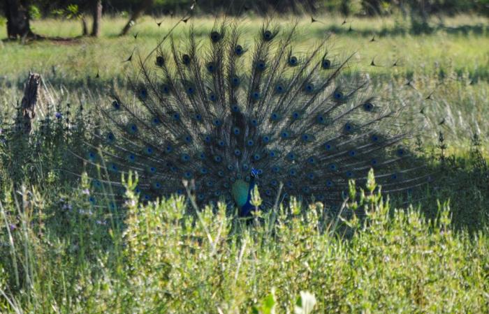 Monkeys, peacocks and squirrels: Coconut losses and crop damage prompt Sri Lanka to conduct wildlife census