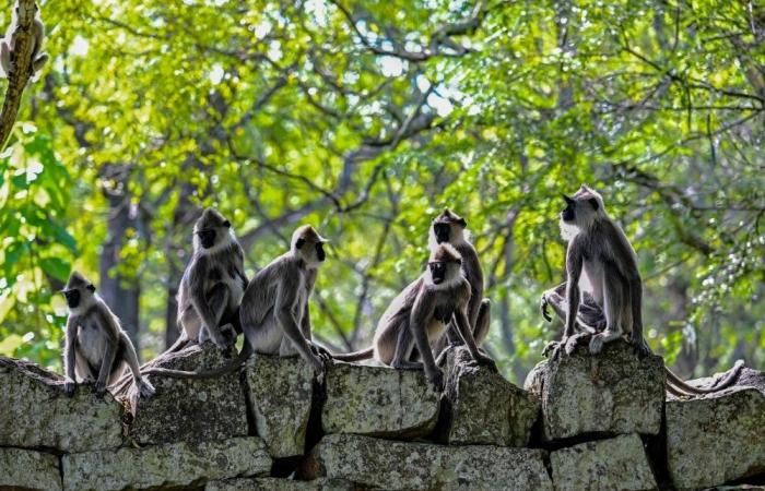 Monkeys, peacocks and squirrels: Coconut losses and crop damage prompt Sri Lanka to conduct wildlife census