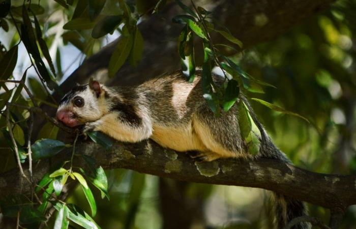 Monkeys, peacocks and squirrels: Coconut losses and crop damage prompt Sri Lanka to conduct wildlife census