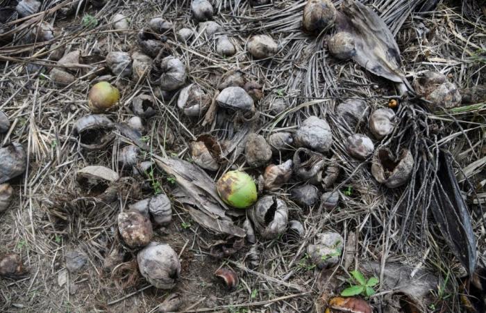 Monkeys, peacocks and squirrels: Coconut losses and crop damage prompt Sri Lanka to conduct wildlife census