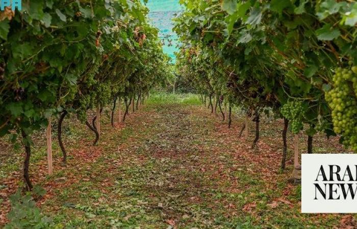 Saudi Arabia now 66 percent self-sufficient in grape production: MEWA 