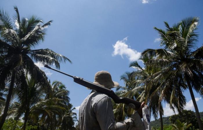 Monkeys, peacocks and squirrels: Coconut losses and crop damage prompt Sri Lanka to conduct wildlife census