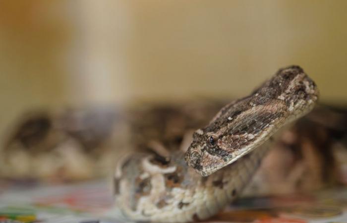 India probes school lunch incident as over 100 children fall sick after dead snake found in food