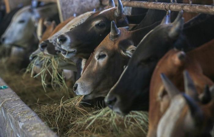 Thailand reports first anthrax death in decades, over 600 potentially exposed to contaminated meat