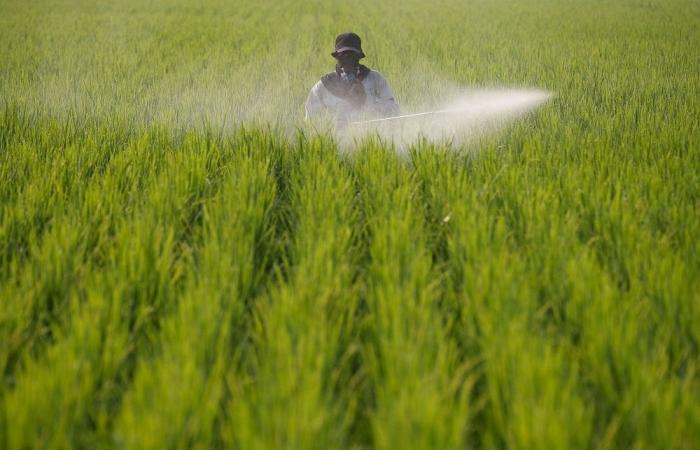 Study: Climate fuelling Southeast Asian pests, migration to China threatens rice yields, food security