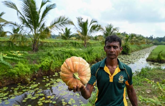 Sri Lanka’s ‘commando farmers’ battle salt to save farms, food supply