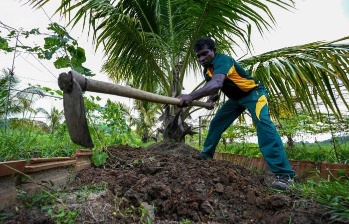 Sri Lanka’s ‘commando farmers’ battle salt to save farms, food supply