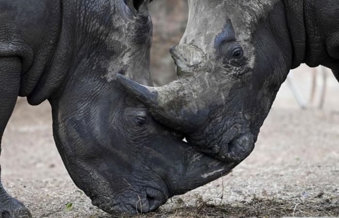 Rwanda to welcome 70 white rhinos from South Africa in historic conservation effort
