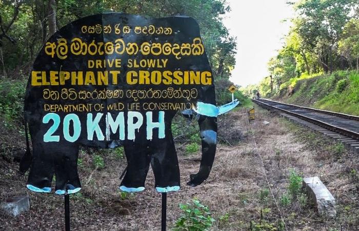Sri Lanka train kills elephant, derails near Habarana despite speed limit, new safety measures