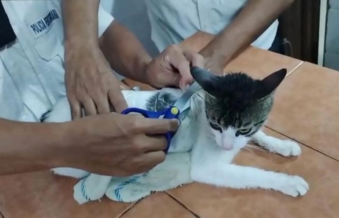 Cat-ch me if you can: Prison guards nab drug mule kitty in Costa Rica