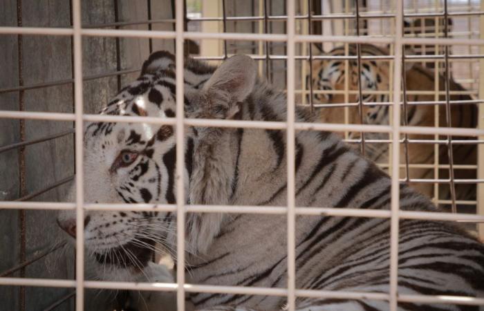 Cartel turf war forces evacuation of some 700 exotic animals in Mexico’s ‘Noah’s Ark’ rescue