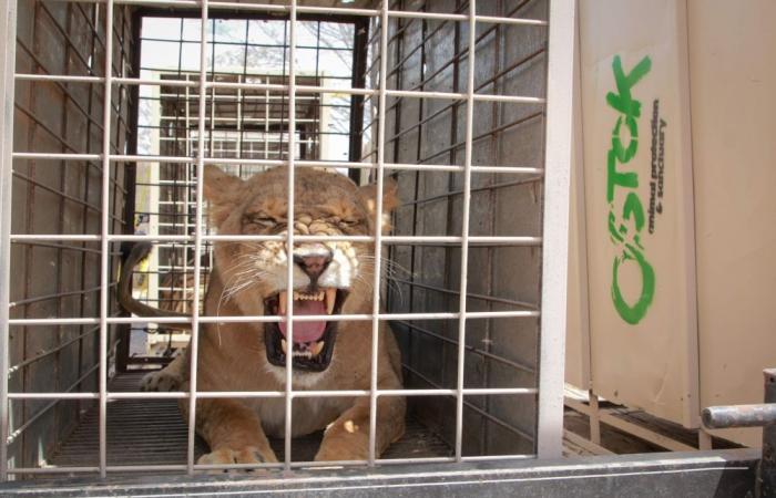 Cartel turf war forces evacuation of some 700 exotic animals in Mexico’s ‘Noah’s Ark’ rescue