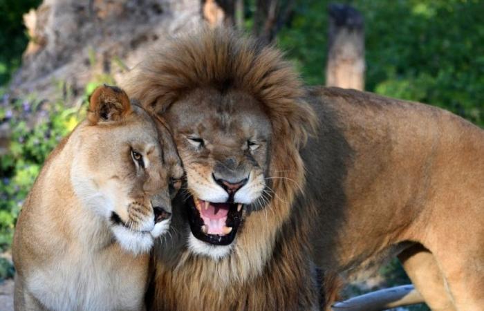 TikTok stunt gone wild: Man parades lion while holding rifle through Pakistan streets, sparking panic and arrest