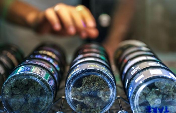 Politics over pot: Thailand moves to recriminalise cannabis, rattling US$1b industry