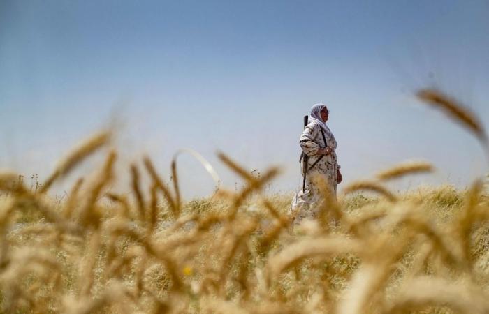 Wheat turns battleground as Syria’s worst drought in 60 years threatens 16 million