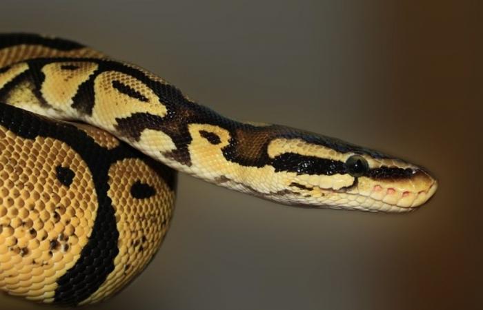 Snakes on a plane, again: India foils third Thailand wildlife smuggling attempt this month