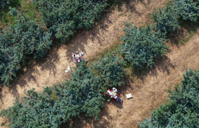 ‘Can’t stick to old-fashioned farming’: China’s rural growers embrace livestreaming revolution